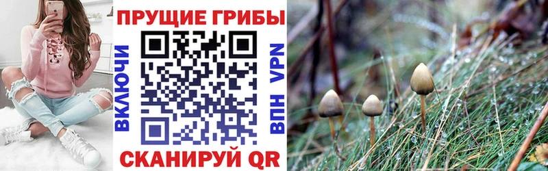 Галлюциногенные грибы мицелий  площадка клад  Юрга 